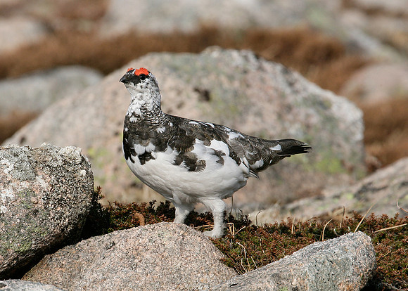 Ptarmigan Lagopus mutus