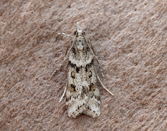 63.069 BF1342 Eudonia angustea