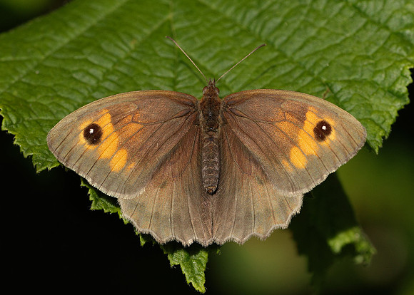 Meadow Brown Maniola jurtina