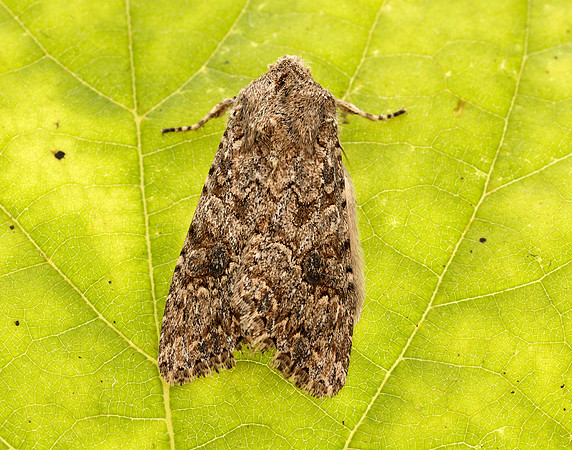 73.255 BF2145 The Nutmeg Anarta trifolii