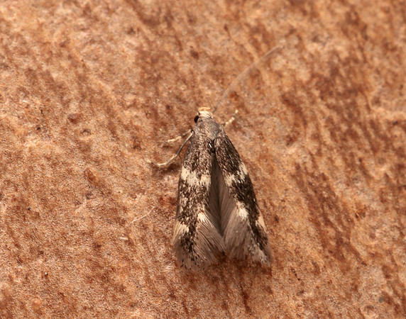 38.030 BF601 Elachista albifrontella