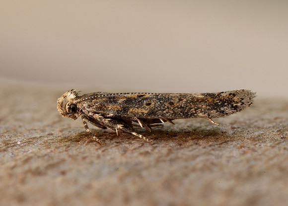 35.118 BF814 Beet Moth Scrobipalpa ocellatella