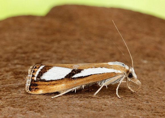 63.096 BF1310 Catoptria permutatellus