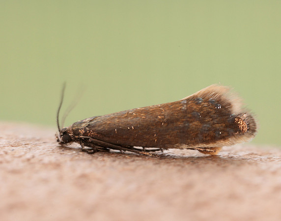 19.002 BF397 Glyphipterix thrasonella