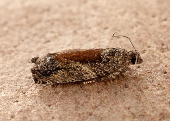 49.255 BF1138 Epinotia nisella