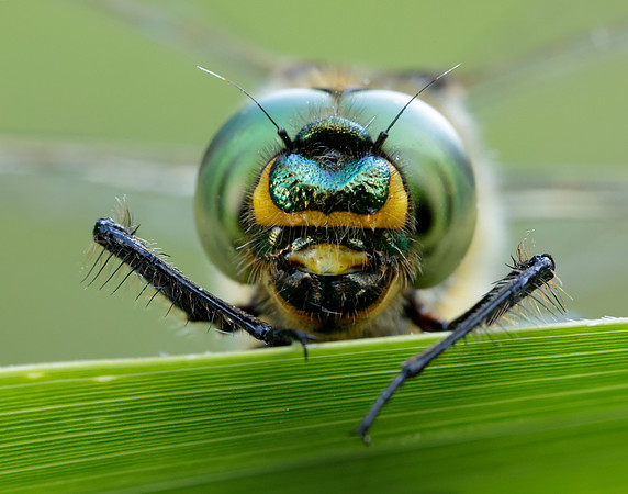 Brilliant Emerald Somatochlora metallica