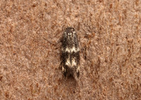 38.025 BF597 Elachista atricomella