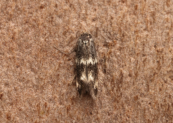 38.025 BF597 Elachista atricomella