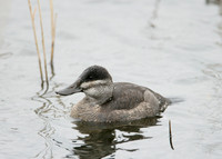 Ruddy Duck Oxyura jamaicensis