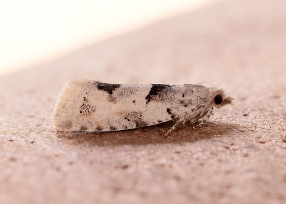 49.254 BF1133 Epinotia bilunana