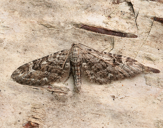 70.168 BF1846 Narrow-winged Pug Eupithecia nanata