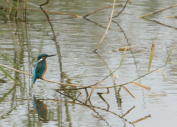 Kingfisher Alcedo atthis