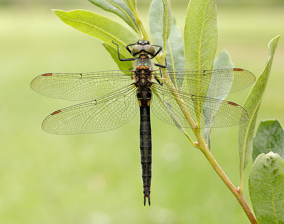 Northern Emerald Somatochlora arctica