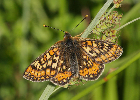 Marsh Fritillary Euphydryas aurinia
