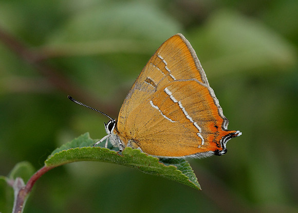 Brown Hairstreak Thecla betulae
