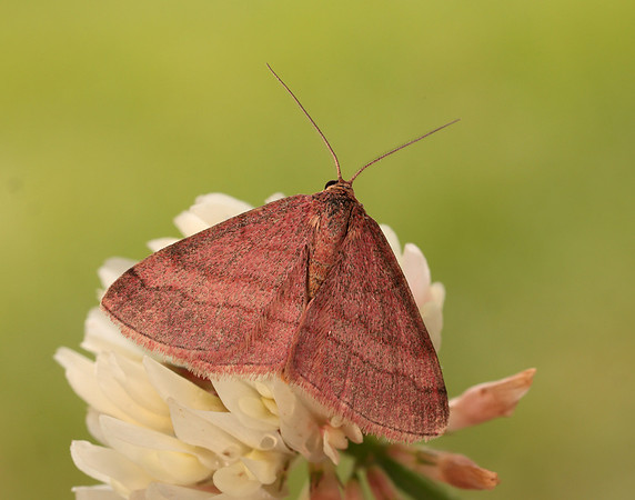 70.022 BF1688 Tawny Wave Scopula rubiginata