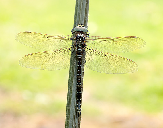 Common Hawker Aeshna juncea