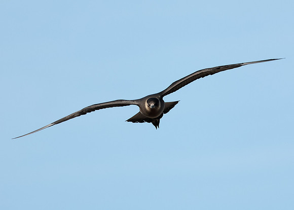 Arctic Skua Stercorarius parasiticus