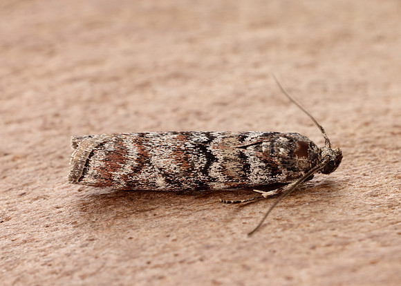 62.028 BF1454 Dioryctria abietella