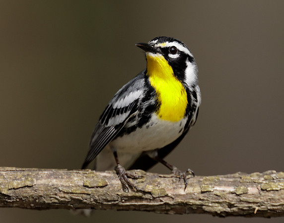 Yellow-throated Warbler  Setophaga dominica