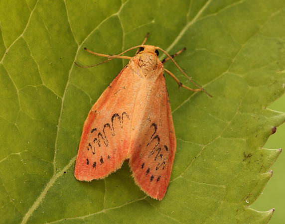 72.035 BF2037 Rosy Footman Miltochrista miniata
