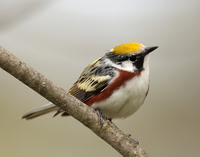 Chestnut-sided Warbler Setophaga pensylvanica