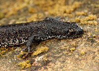 Great Crested Newt Triturus cristatus;
