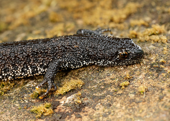 Great Crested Newt Triturus cristatus;
