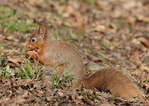 Red Squirrel Sciurus vulgaris