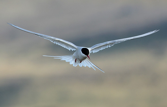 Arctic Tern Sterna paradisaea