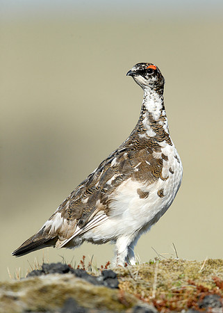 Ptarmigan Lagopus mutus