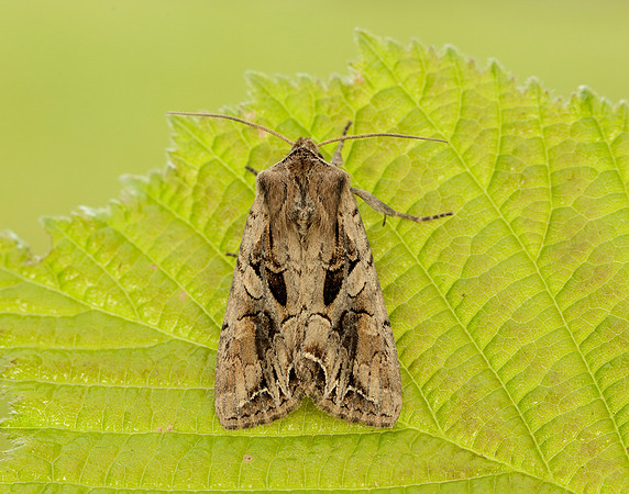 73.266 BF2159 Dog's Tooth Lacanobia suasa