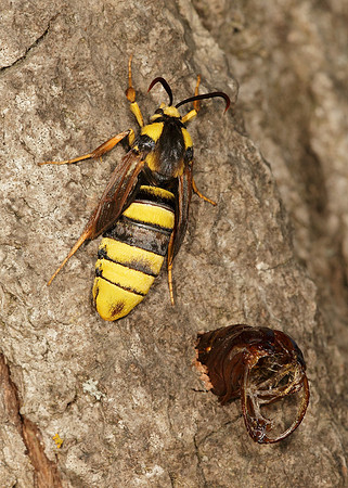 52.002 BF0370 Hornet Moth Sesia apiformis
