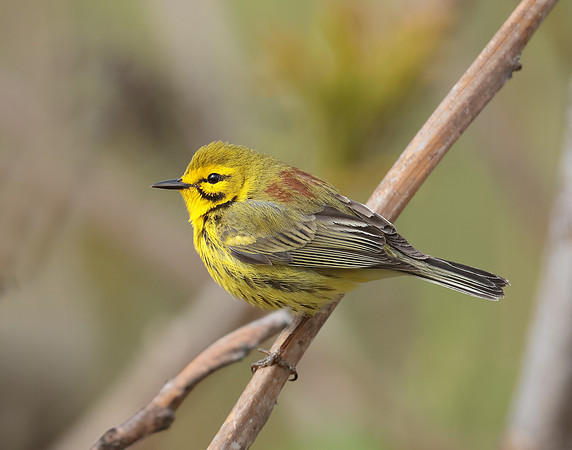 Prairie Warbler Setophaga discolor