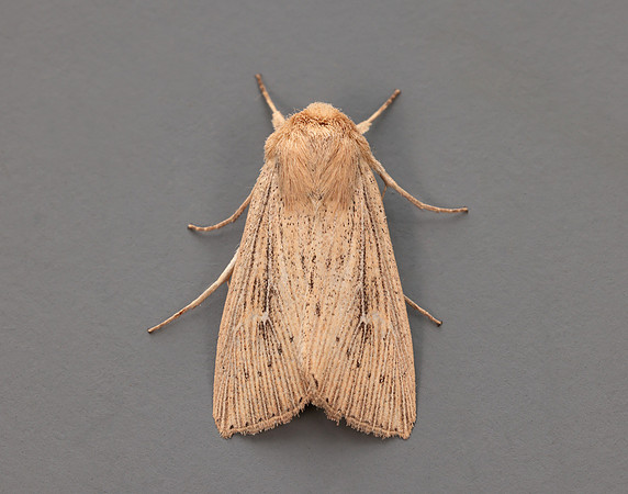73.302 BF2204 Obscure Wainscot Leucania obsoleta