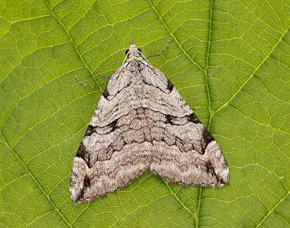70.192 BF1867 Treble-bar Aplocera plagiata