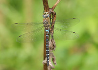 Migrant Hawker Aeshna mixta