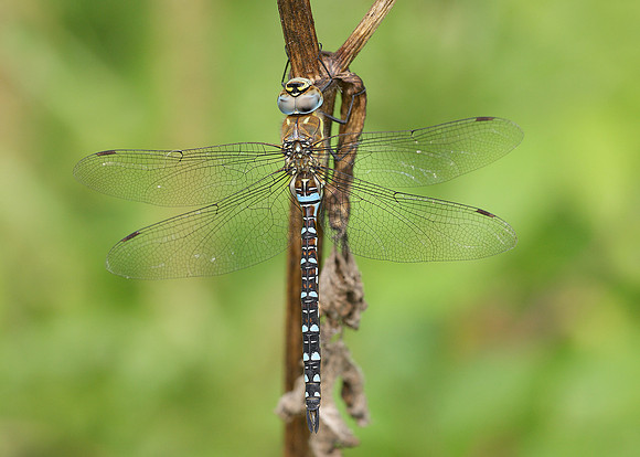 Migrant Hawker Aeshna mixta