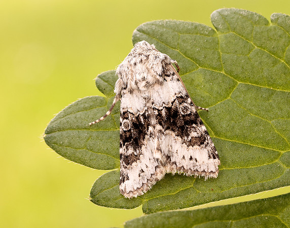 73.279 BF2164 Broad-barred White Hecatera bicolorata