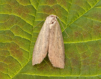 73.100 BF2391 Silky Wainscot Chilodes maritima