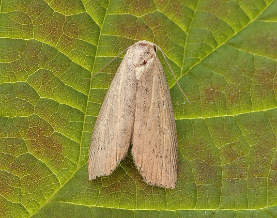 73.100 BF2391 Silky Wainscot Chilodes maritima