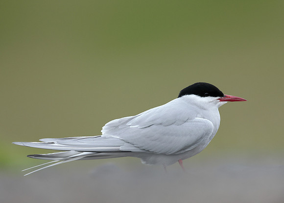 Arctic Tern Sterna paradisaea