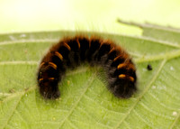 66.008 BF1638 Fox Moth Macrothylacia rubi