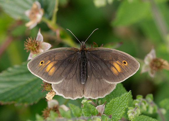 Meadow Brown Maniola jurtina