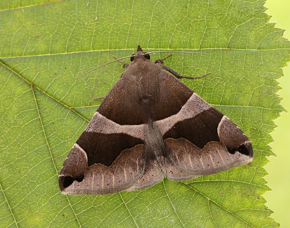 72.087 BF2460 The Passenger Dysgonia algira