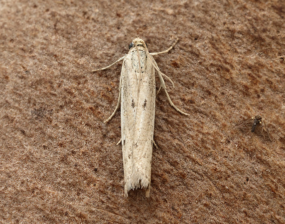 62.059 BF1484 Phycitodes saxicola