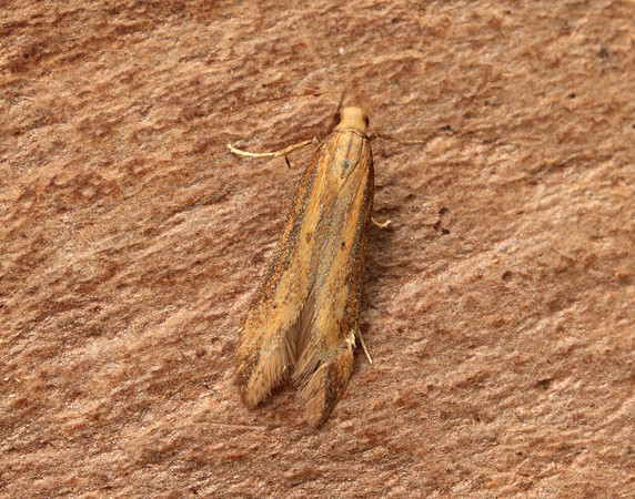 35.058 BF726 Metzneria metzneriella