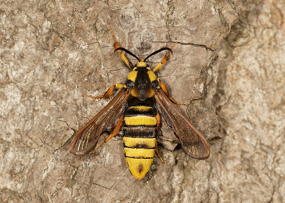 52.002 BF0370 Hornet Moth Sesia apiformis