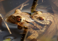 Common Toad Bufo bufo