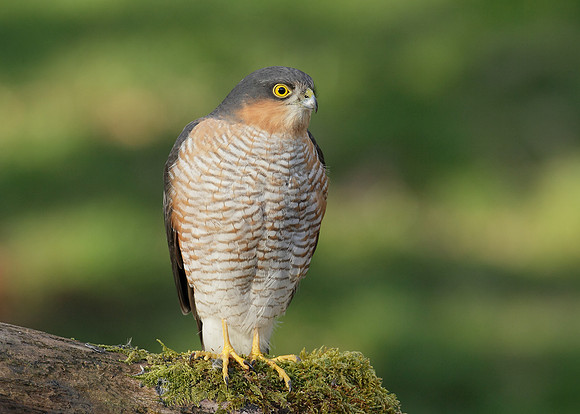 Sparrowhawk Accipiter nisus